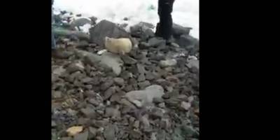 В Приморье люди замучили до смерти маленького тюленя, который оказался на берегу после шторма - видео - ТЕЛЕГРАФ