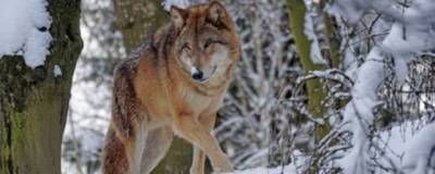 В пещерах Гнирсхеле найдены останки первых одомашненных волков