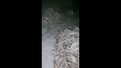 Сахалинские рыболовы-любители оставляют у лунок сотни килограммов наваги
