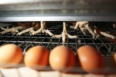 Российским птицеводам предложили отказаться от больших яиц