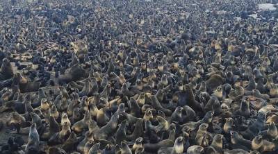 Сахалинские "Друзья океана" сняли фильм о спасении морских котиков на острове Тюленьем