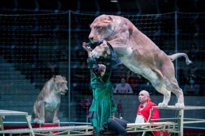На манеже Кемеровского цирка покажут зрелищное шоу «Львы Африки» с участием сразу восьми хищников