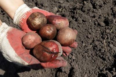 Эксперты рассказали о пользе картофеля в укреплении иммунитета