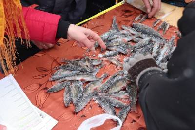 Самой большой рыбой на карельском фестивале рыбной ловли стал окунь