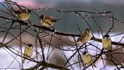 В преддверии весны птицы в Москве начали вить гнезда