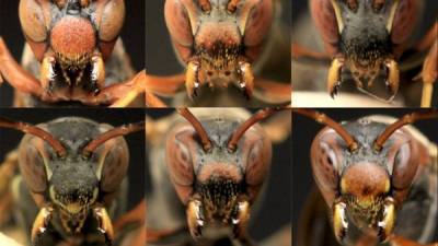 Ученые — осы оказались способны узнавать друг друга «в лицо»