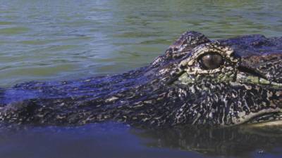 Двухметровый крокодил напал на девушку на севере Австралии