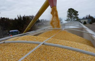 Кукуруза занимает более половины зернового экспорта Украины