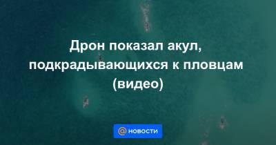 Дрон показал акул, подкрадывающихся к пловцам (видео)