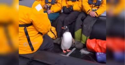 Спасаясь от косаток, умный пингвин запрыгнул в лодку к туристам и пересидел с ними опасность видео