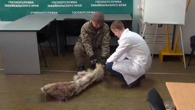 Охота на волков: за каждого зверя забайкальцы получат по 7 тысяч рублей