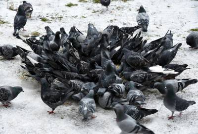 Не кормить ворон и голубей в городе попросили петербуржцев
