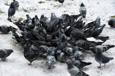 Петербуржцев предупредили об опасности кормления ворон и голубей