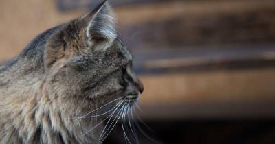 В Одесской области мужчина убил кота на глазах владельца