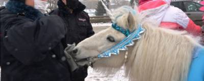 В Иванове прошли рейды на выявление незаконного конного бизнеса