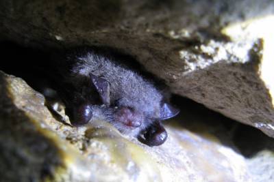 В старицких пещерах Тверской области начали просыпаться летучие мыши