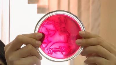 В кемеровском медуниверситете школьников научили рисовать лактобактериями