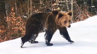 Инструктор спас горнолыжников от голодного медведя