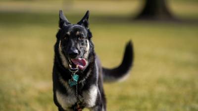 Собак Байдена «депортировали» в Делавэр за плохое поведение одной из них