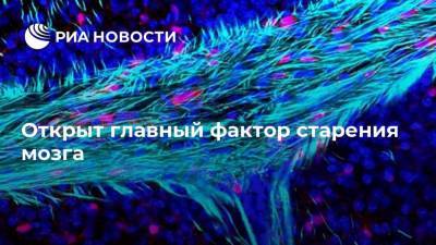 Открыт главный фактор старения мозга - ria.ru - Москва