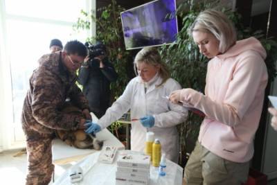 В Иркутске начали чипировать бездомных животных