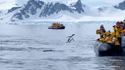 Спасаясь от косатки в Антарктике, пингвин запрыгнул в лодку к туристам