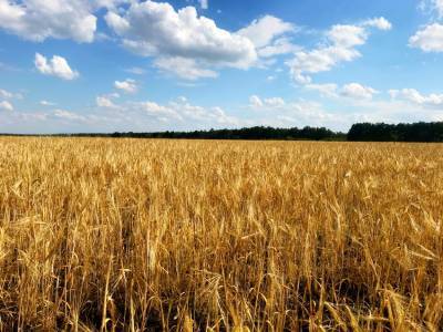 80 миллионов долларов достиг экспорт сельхозпродукции из Воронежской области за два месяца
