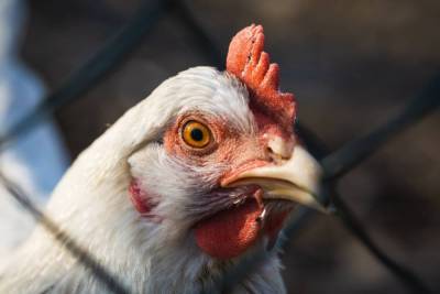 Производителей мяса птицы попросили отказаться от премиум-продукции