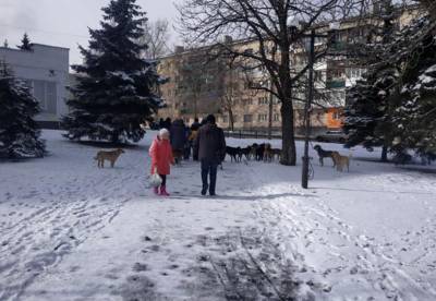 "Собачий конвой", или Как дети в Лисичанске боятся ходить по улицам города