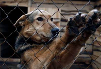 Приют для животных «Островок надежды» получит новый участок в Лаголово