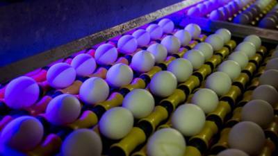 Птицефабрикам в России предложили не выпускать отборное яйцо и грудинку