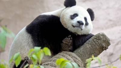В Московском зоопарке пройдет Всемирный день панд