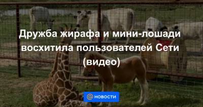 Дружба жирафа и мини-лошади восхитила пользователей Сети (видео)