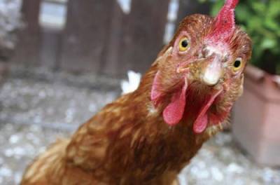 Продажа курятины может оказаться под запретом: с чем это связано