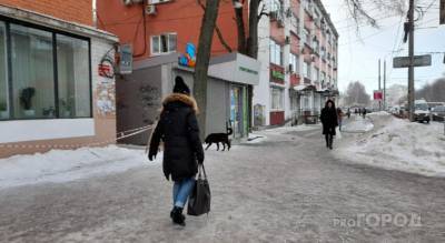 Вспышка бешенства домашних животных началась в Ярославле: кого бояться