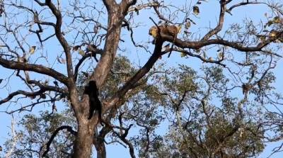 Леопард и пантера не поделили дерево в Индии (Видео)