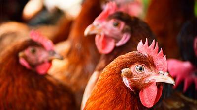Три птицефабрики Украины будут маркировать продукцию пометкой «без антибиотиков»