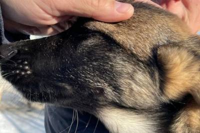 Не в порядке с психикой: спасенного в Пскове щенка не собираются возвращать владельцу
