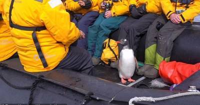 В Антарктиде пингвин спасся от косаток, запрыгнув в лодку с туристами (видео)