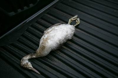 Россельхознадзор исключил версию о гибели птиц в Аграханском заливе от болезней
