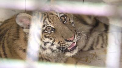 Вести-Москва. В столице спасли замученного бенгальского тигренка