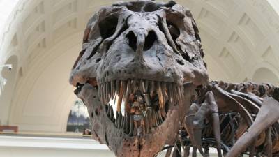 Впервые обнаружены окаменелости динозавра на кладке яиц