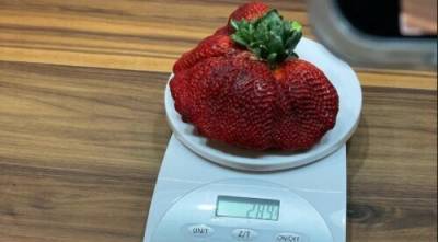 “Гігантська полуниця”: в Ізраїлі виростили ягоду, яка претендує на Книгу рекордів Гіннеса