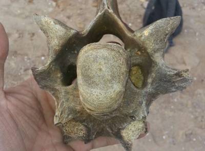 На Одесчине нашли останки доисторического животного
