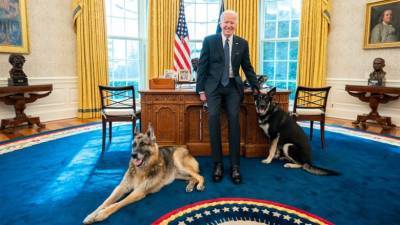 «Они – члены семьи»: собаки Байдена вернутся в Белый дом