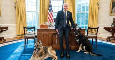 Собак президента США Джо Байдена вернут в Белый дом после инцидента с охранником