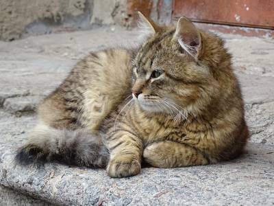 В Херсоне кошек признали частью городской экосистемы