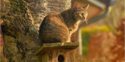 Котов признали частью экосистемы Херсона