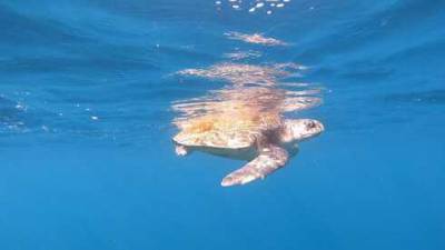 Видео: впервые у берегов Эйлата появилась оливковая черепаха