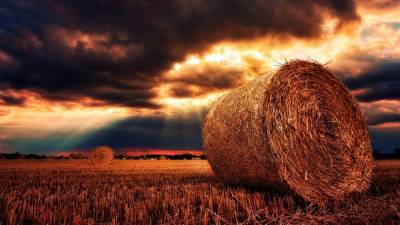 Засуха может негативно повлиять на урожай в Украине